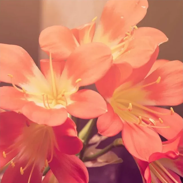 Coral flowers close-up